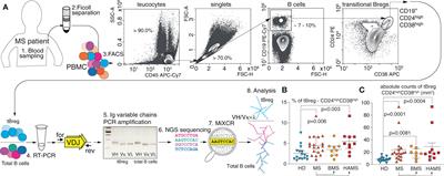 Deconvolution of B cell receptor repertoire in multiple sclerosis patients revealed a delay in tBreg maturation